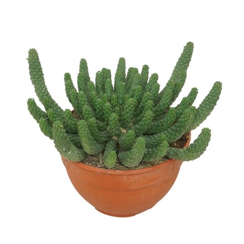 Euphorbia caput-medusae