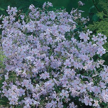 Phlox divaricata 'Clouds of Perfume'