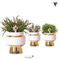 Rhipsalis MIX
