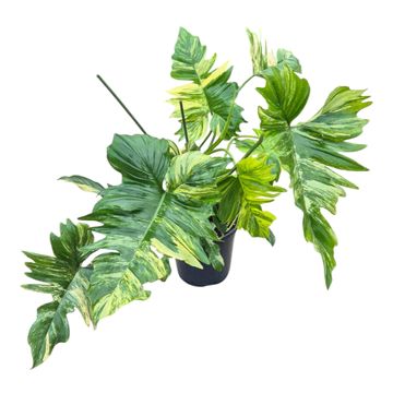 Philodendron FLORIDA BEAUTY x P. mayoi