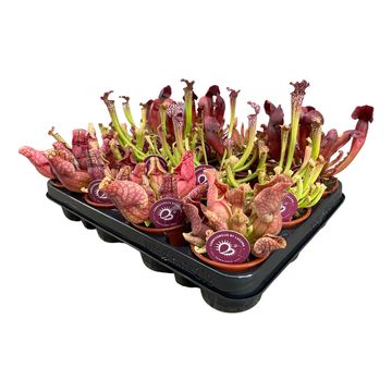 Sarracenia MIX