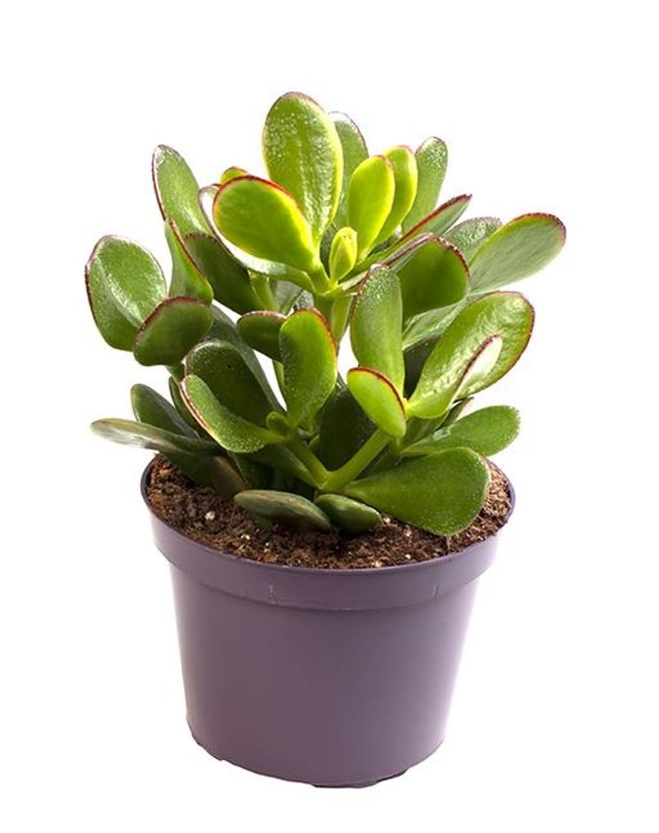 Crassula ovata 'Sunset' — Plant Wholesale FlorAccess