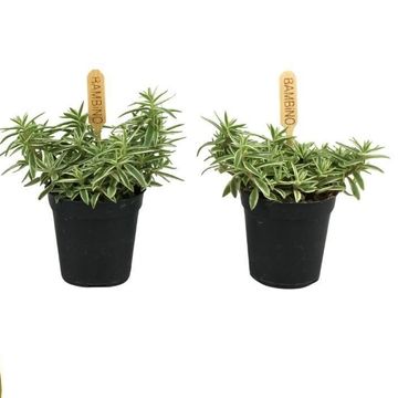 Sedum lineare