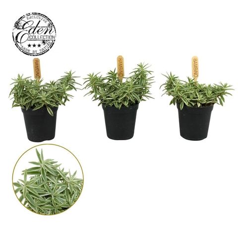 Sedum lineare