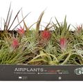 Tillandsia MIX