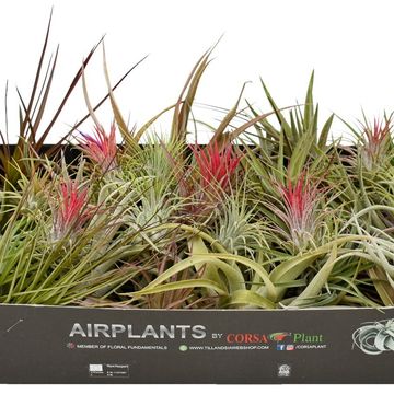 Tillandsia MIX