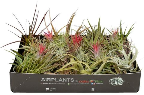 Tillandsia MIX