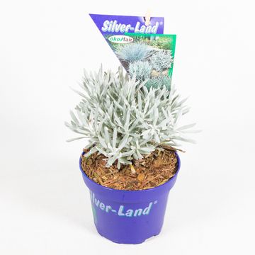 Helichrysum stoechas 'Sylvito Broadleaf Silver'