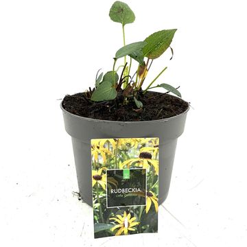 Rudbeckia fulgida 'Little Goldstar'