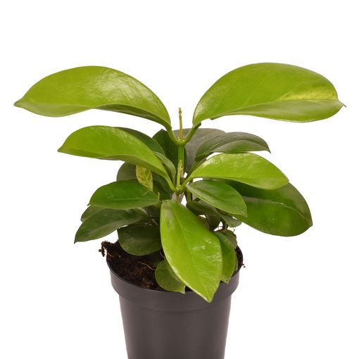 Hoya australis (Van der Arend Tropical Plantcenter)