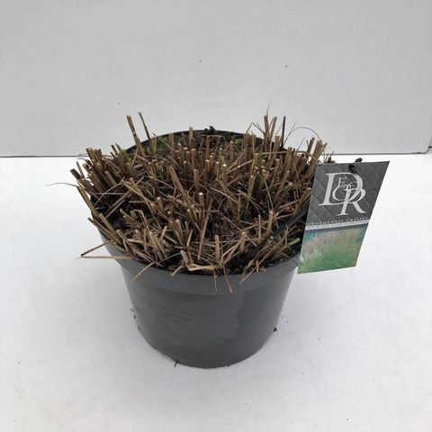 Miscanthus sinensis 'Kleine Silberspinne'