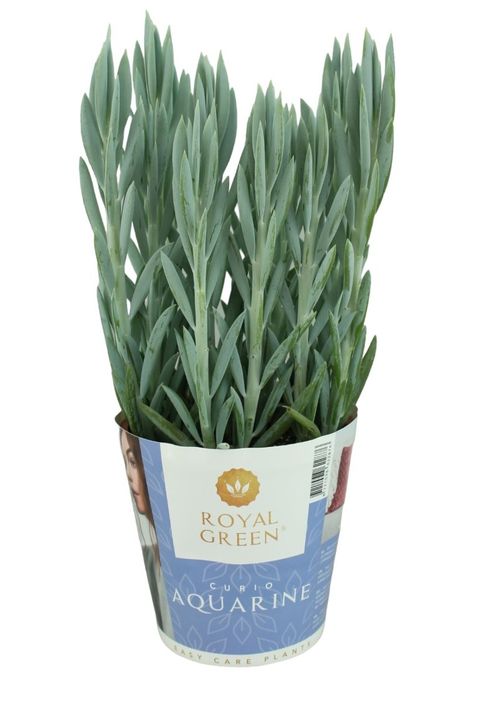 Curio ficoides 'Mount Everest'