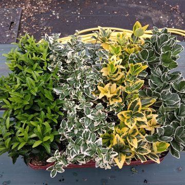 Euonymus MIX