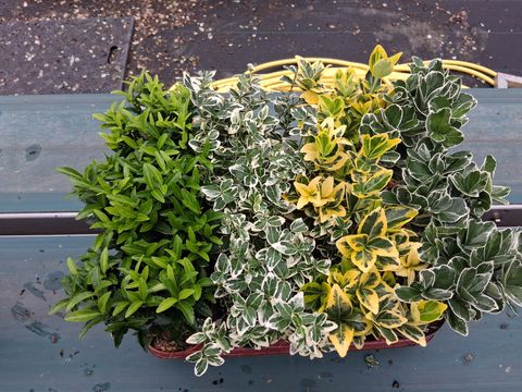 Euonymus MIX