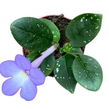 Michaelmoelleria vietnamensis