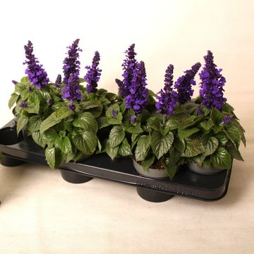 Salvia MYSTY