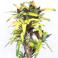 Codiaeum variegatum 'Mango'