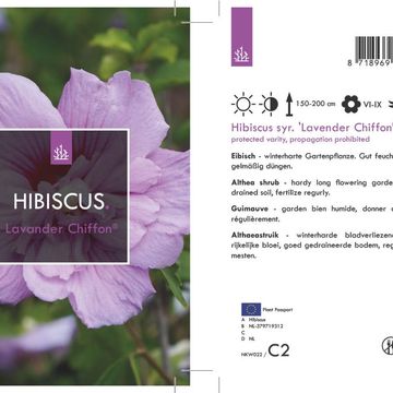 Hibiscus syriacus LAVENDER CHIFFON