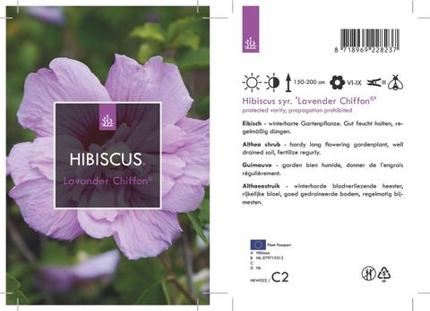 Hibiscus syriacus LAVENDER CHIFFON