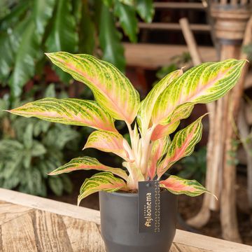 Aglaonema 'Eyecatcher'