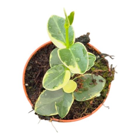 Hoya cumingiana 'Variagata'