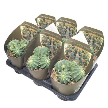 Ferocactus glaucescens inermis