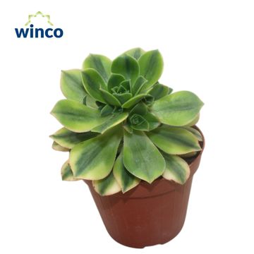 Aeonium 'Starburst'