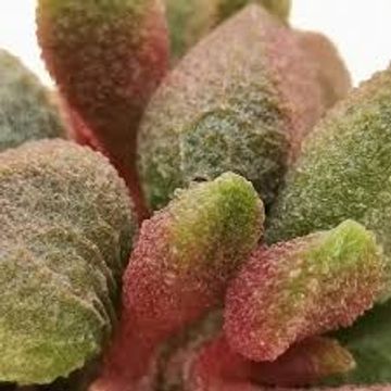 Adromischus marianae herrei 'Red Coral'