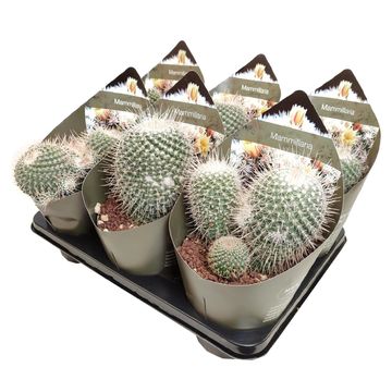 Mammillaria geminispina