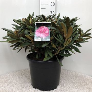 Rhododendron YAKUSHIMAMUM MIX (Y)