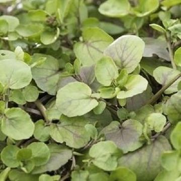 Nasturtium officinale