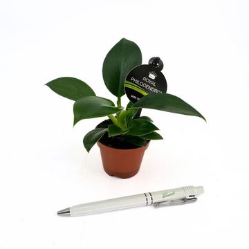 Philodendron 'Green Princess'