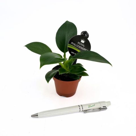 Philodendron 'Green Princess'