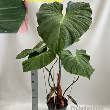 Philodendron 'El Choco Red'