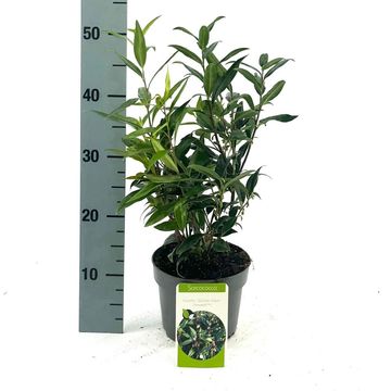 Sarcococca hookeriana WINTER GEM