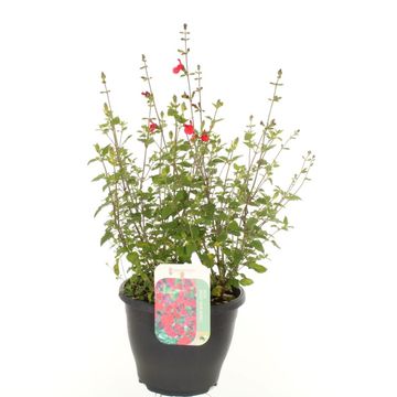 Salvia 'Royal Bumble'