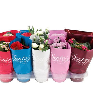 Комнатные растения MIX