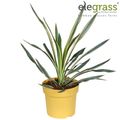 Yucca gloriosa 'Variegata'