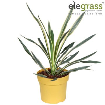 Yucca gloriosa 'Variegata'