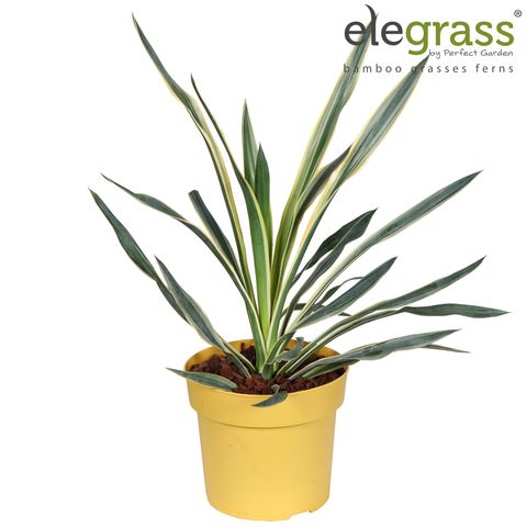 Yucca gloriosa 'Variegata'