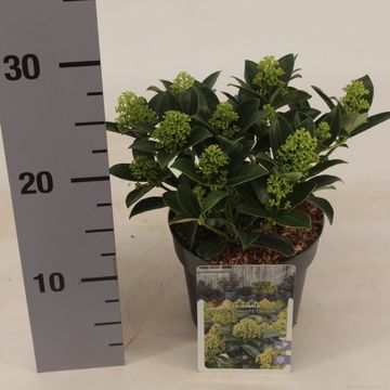 Skimmia japonica WHITE DWARF