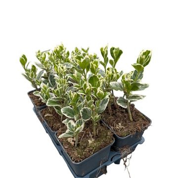 Euonymus japonicus 'Kathy'