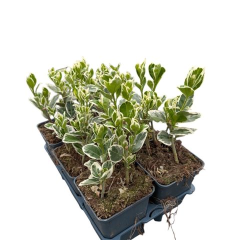 Euonymus japonicus 'Kathy'