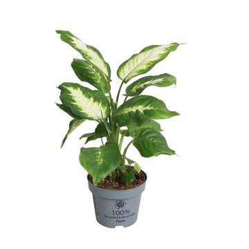 Dieffenbachia 'Camilla'
