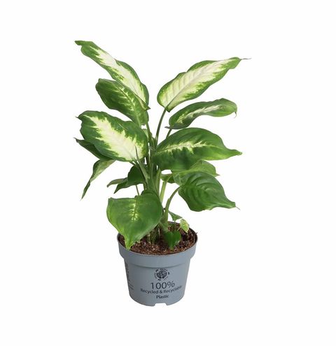 Dieffenbachia 'Camilla'