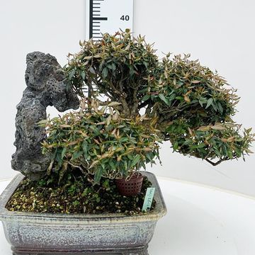 Trachelospermum asiaticum