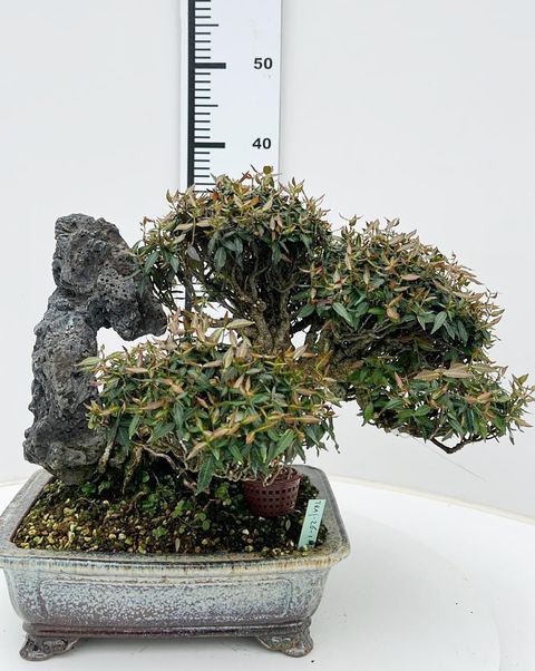 Trachelospermum asiaticum