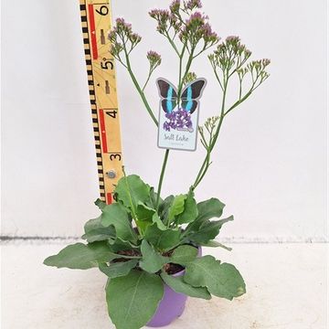Limonium SALT LAKE