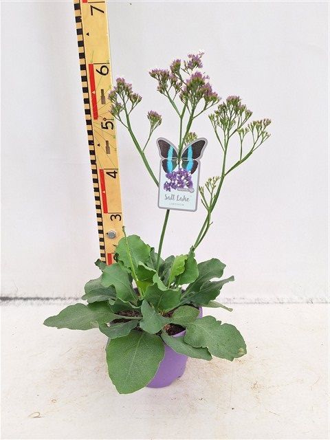 Limonium SALT LAKE
