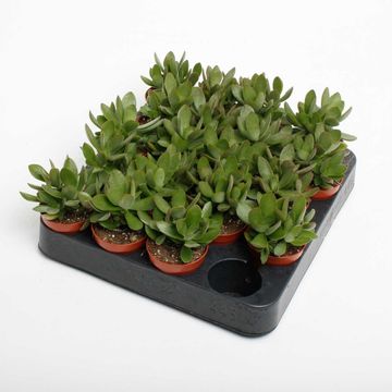 Crassula 'Moneymaker'